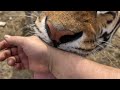 Тигр Ройс пробует на вкус!)the tiger is tasting