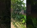 Peaceful Village Life 🌿 | Nature for a Free Mind #VillageLife #natureshorts #PeacefulNature