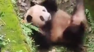 Rolling Panda