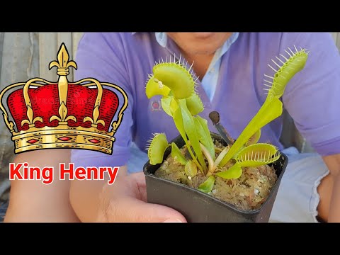 Venus Fly Trap King Henry