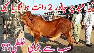 Download Lagu Will The Animal Have 2 Teeth On Eid Or Not?? | Multan Cow Mandi || Global Village Farming MP3 Download Lagu Will The Animal Have 2 Teeth On Eid Or Not?? | Multan Cow Mandi || Global Village Farming MP3