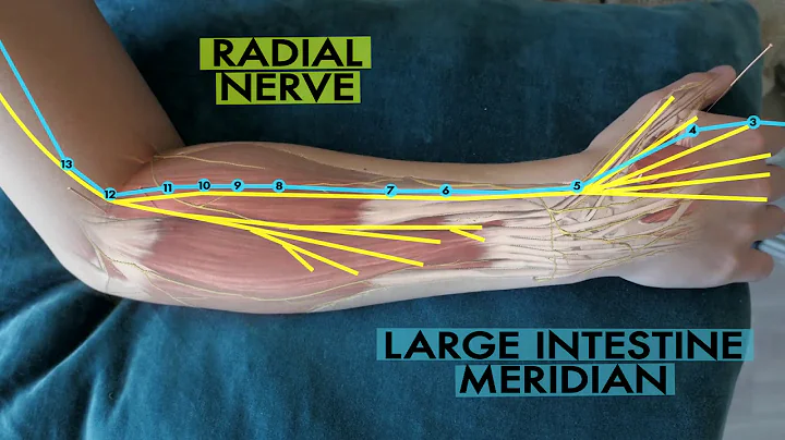 The scientific basis of acupuncture meridians - DayDayNews