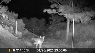 Torrey Trail Cam | Coyotes at Torrey Pines | January 2026