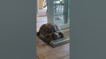 Tortoise Sneaks in Through Sliding Door || ViralHog