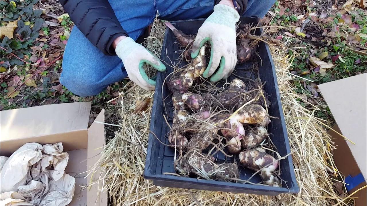 Выкапывание луковиц тюльпанов. Хранение луковичных. Когда выкапывают тюльпаны и как хранить. Выкопка луковиц тюльпанов. Когда выкапывают тюльпаны и как хранить.