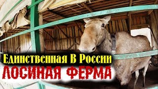 Лосиная Ферма|Единственная в России|Экскурсия