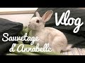 Vlog on a sauv un lapin de la rue 2