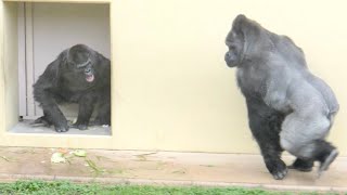 Silverback worried about Grandma Gorilla｜Shabani Group