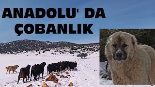 ÇOBANLIK İLE GEÇİNEN AİLENİN BİR KIŞ GÜNÜ   - Belgesel