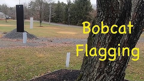Bobcat Flagging And Attractor #bobcat #bobcattrapping #bobcatflagging