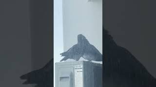 Hans Bubble Pigeons That Im Raising Video