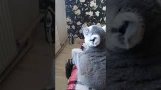 Домашний лемур с котом смотрят в окно))