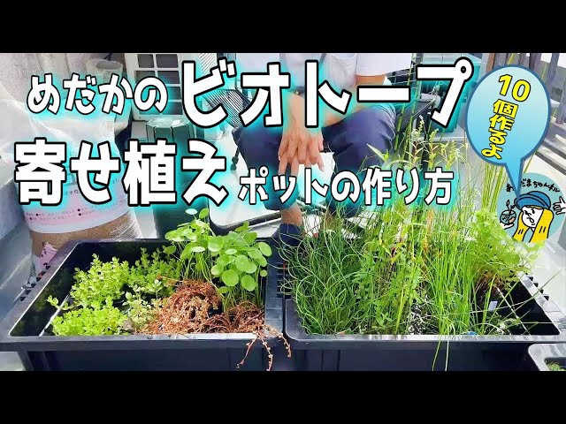 めだかのビオトープに寄せ植えポットが簡単手軽で最高です（10個の寄せ 