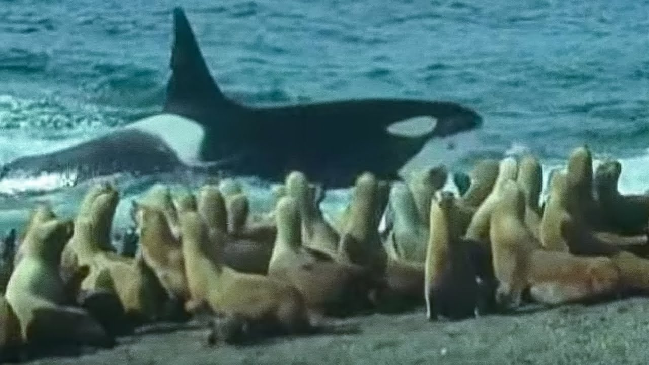 ⁣Killer Whales vs Sea Lions | Attenborough: Trials of Life | BBC Earth