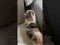 Dişi kedi kızgınlık döneminde ne yapılır | Dişi kedi kızgınlık dönemi | kedi azgın