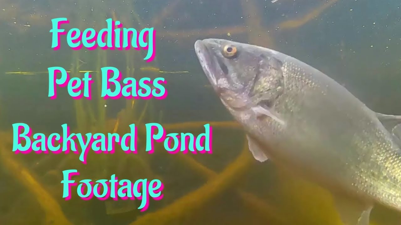 Feeding Pet Bass Fish Pond Top & Underwater Footage fish bass 
