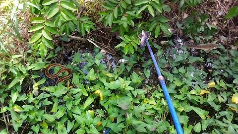 Xiệt Trúng Đậm Cá Lóc Cá Trê Lươn Trong Mương Rau Muống | kích cá miền tây