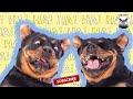 Silly Dog pranks🐶🐶🐶 fun with cute Dogs🥰🥰🥰