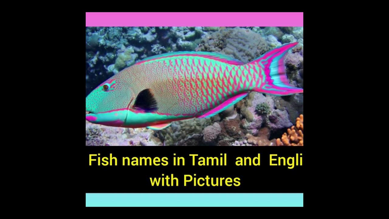 60 மீன் வகைகள்/ Fish Names in English and Tamil with Pictures YouTube