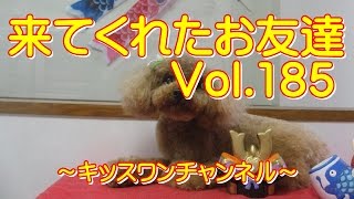 来てくれたお友達　Vol.185【トイプードル トリミング】0423