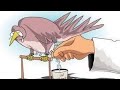 لبن العصفور حقيقة ام خيال؟؟ #لبن_العصفور @نورعقلك-و8ت