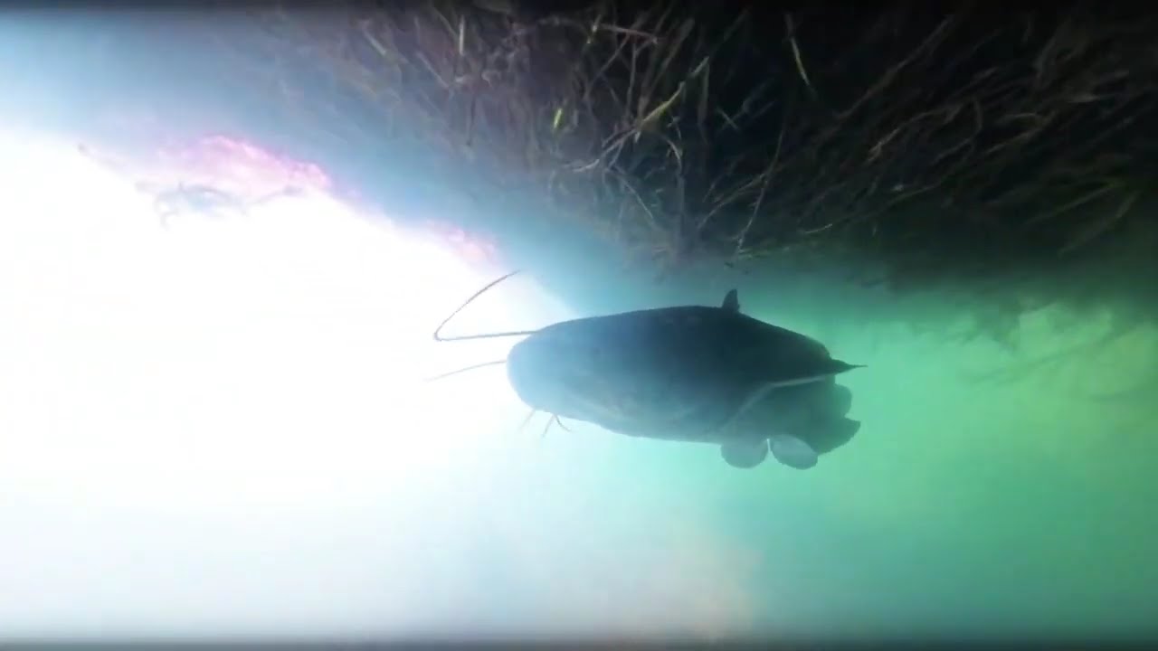 Underwater 360° "Face to Face"