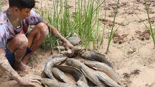 Unique Fishing - Catching Giant Big Fish by Mud in the Dry Season