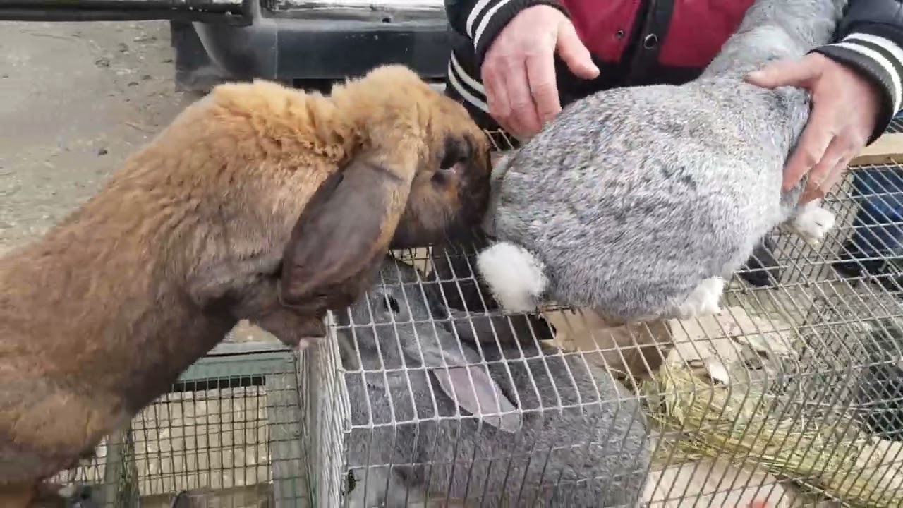 Тернопіль виставка Ринок/Базар..  Кролі / Голуби  11.02.2024р. Частина 1