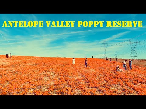 Vidéo: Antelope Valley California Poppy Reserve Guide : Planifiez votre voyage