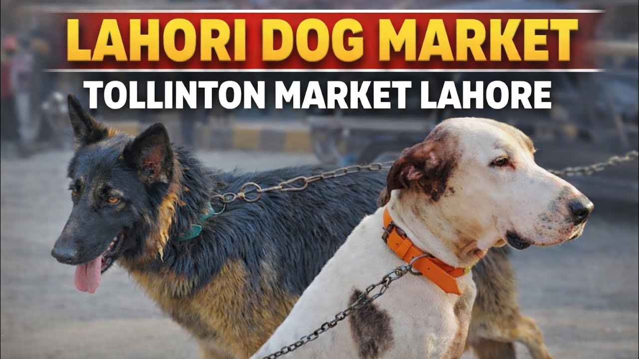 Lahori Dog Market 🐕 | Sunday Dog Market | Tollinton Market Lahore | 25 Jan 2026