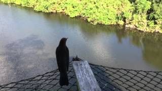 cocktail video