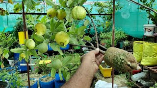 घर पर ही अमरूद के सैकड़ों पौधे फ्री में तैयार करने का सीक्रेट Guava airlayring in  plastic material