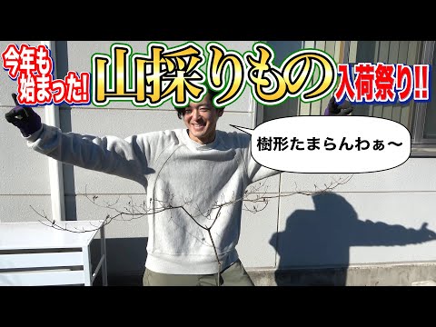 Well-aged] Don't miss out on this season's stock of wild-picked