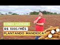 Quanto custa plantar mandioca? Como faturar com plantação de mandioca e ganhar 3x mais?