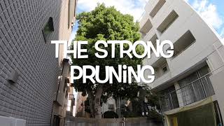 The Strong Pruning