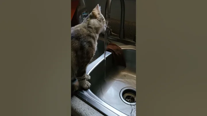 cat drinking water