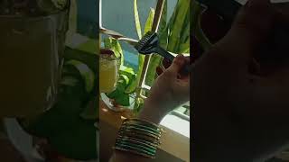 cleaning Money plant Aloe Vera liquid plant care trendingshorts youtubshorts viral