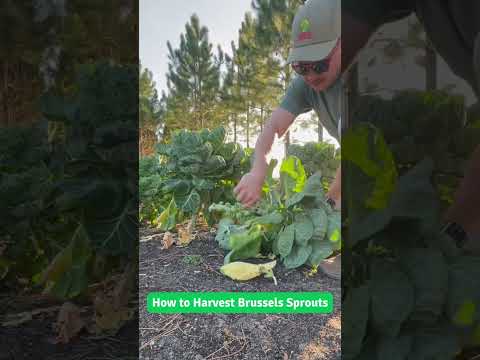 Video: Briuselio kopūstų derliaus nuėmimas – kada ir kaip skinti briuselio kopūstus