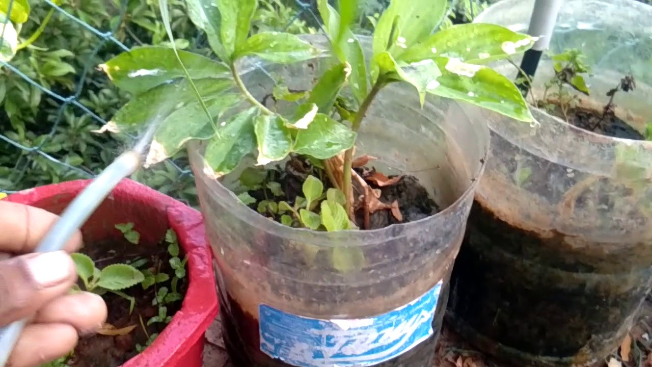 Water filter waste water use for plant - YouTube