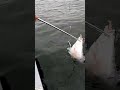 Gaffing a monster halibut gaff halibut monster fish fishing oregon ocean pacific newport