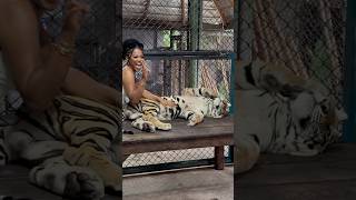 Download Lagu Tiger Kingdom Thailand omg I still can’t believe I did this 😭 MP3 Download Lagu Tiger Kingdom Thailand omg I still can’t believe I did this 😭 MP3