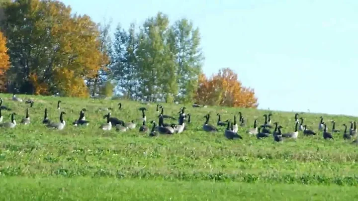 A gaggle of Canadian Geese...