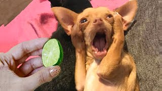 Funny Dogs And Cats Reaction To Food