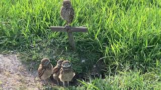 Cute Baby owls!