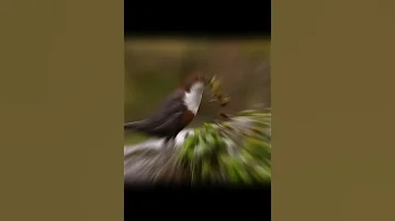 Оляпка