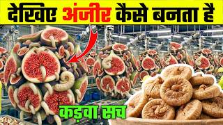 अंजीर कैसे बनता है फैक्ट्री में ? 😲 | Dry Anjeer Making Process From Farming to Dry Fig