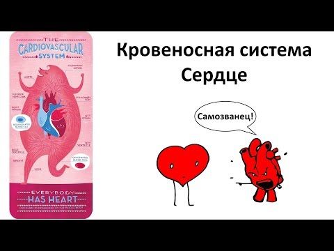 6.3 Сердце (8 класс) - биология, подготовка к ЕГЭ и ОГЭ 2019 6.3 Сердце (8 класс) - биология, подготовка к ЕГЭ и ОГЭ 2019
