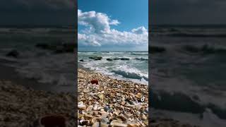 Beach lovers #seashells #beach #bluewater #shorts