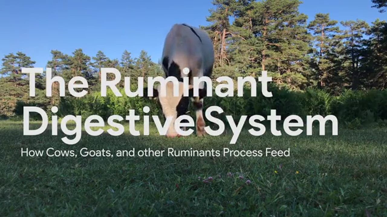 How do ruminants digest?  OpenLearn - Open University