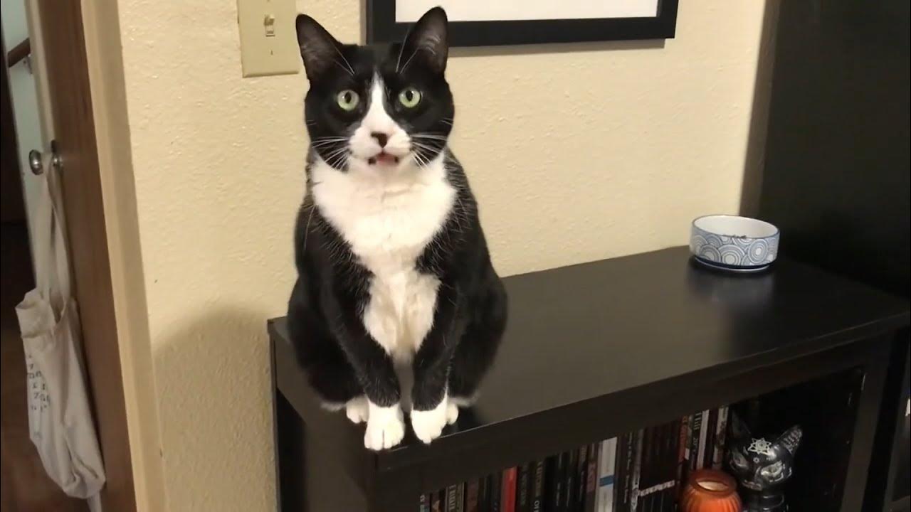 Vocal tuxedo cat refuses to simmer down YouTube